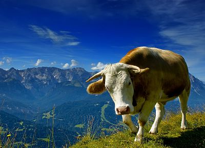 animals, cows - random desktop wallpaper