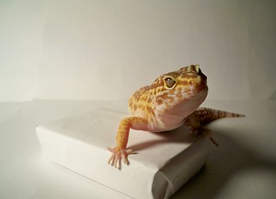 lizards - desktop wallpaper
