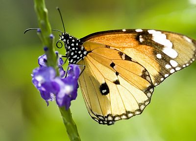nature, insects, butterflies - random desktop wallpaper