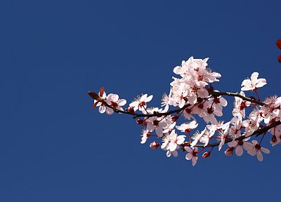 cherry blossoms - desktop wallpaper
