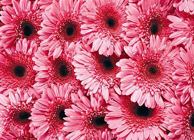 flowers, pink - random desktop wallpaper