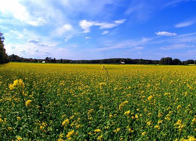 nature, flowers, fields, skyscapes - related desktop wallpaper