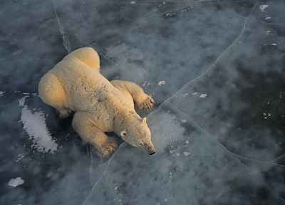 nature, animals, polar bears - desktop wallpaper