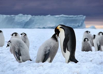 birds, penguins - related desktop wallpaper