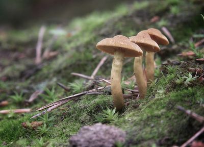 nature, forests, mushrooms, plants - random desktop wallpaper