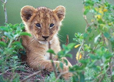 animals, cubs, feline, lions - related desktop wallpaper