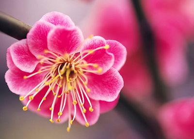 nature, flowers, pink - related desktop wallpaper