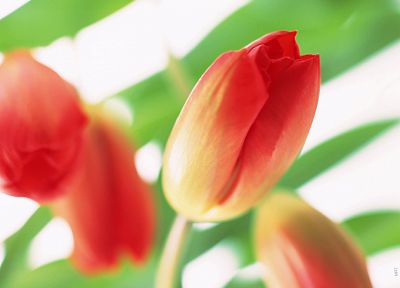 flowers, tulips, white background - duplicate desktop wallpaper