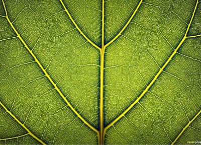 leaves, Derek Prospero - desktop wallpaper