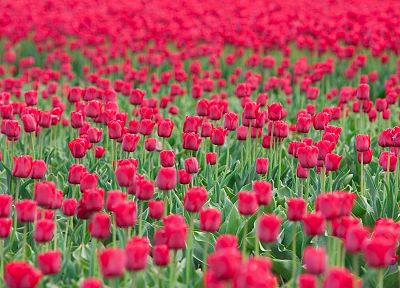 flowers, fields, tulips - desktop wallpaper