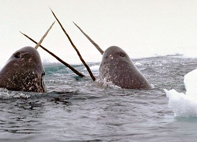 animals, whales - random desktop wallpaper