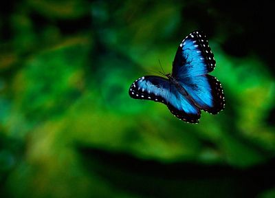 nature, bugs, depth of field, butterflies - random desktop wallpaper