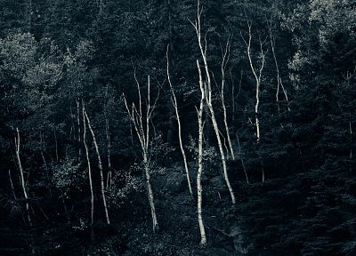 trees, forests - random desktop wallpaper