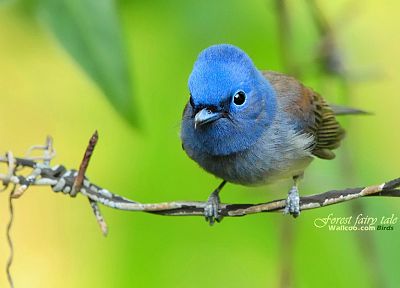 birds, animals, Blue Flycatchers - random desktop wallpaper