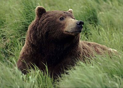 Alaska, grizzly bears, rivers - related desktop wallpaper