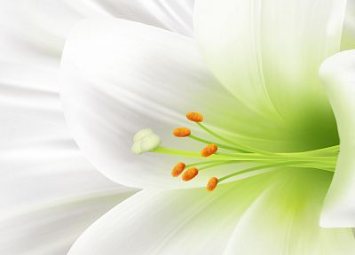 nature, white, flowers, plants, macro - desktop wallpaper