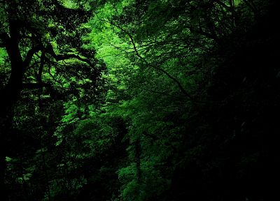 green, forests - random desktop wallpaper
