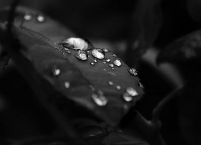 black and white, leaf, water drops - random desktop wallpaper