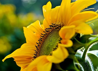 flowers, sunflowers - desktop wallpaper