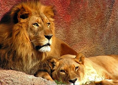 animals, couple, lions - random desktop wallpaper