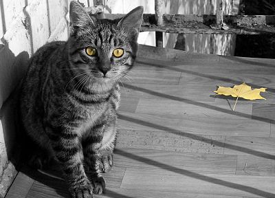 cats, animals, leaves, yellow eyes, selective coloring - desktop wallpaper