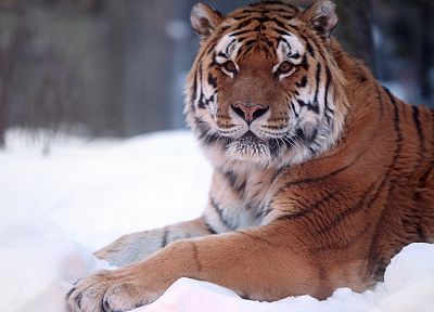 animals, tigers, wildlife - random desktop wallpaper
