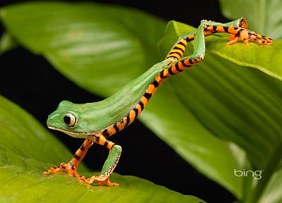 frogs, lemur, amphibians - desktop wallpaper