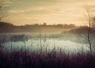 clouds, landscapes, nature, trees, fog, mist, morning, reeds - desktop wallpaper
