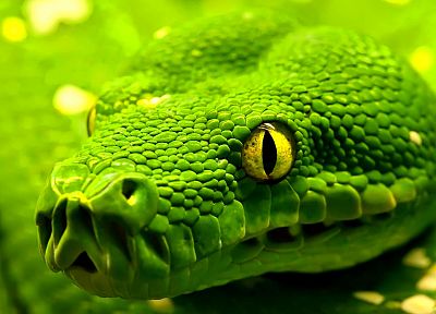 green, snakes - random desktop wallpaper
