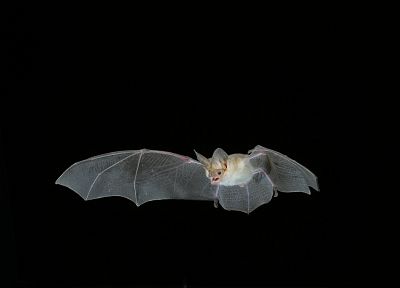 mammals, bats - desktop wallpaper