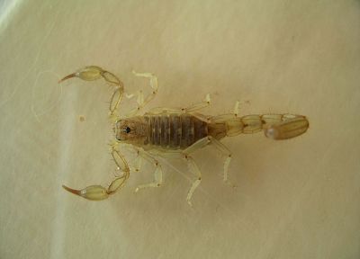 scorpions - random desktop wallpaper