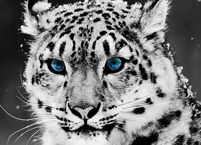 blue eyes, animals, snow leopards, feline, selective coloring - related desktop wallpaper