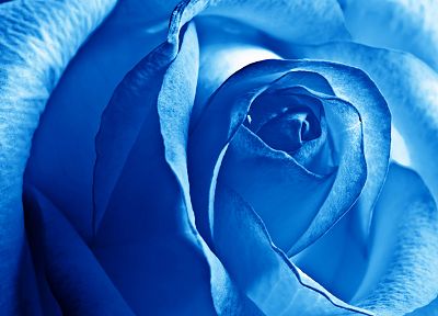 blue, flowers, roses - desktop wallpaper