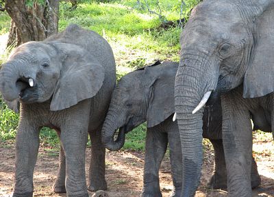 animals, India, elephants, baby elephant, baby animals - random desktop wallpaper