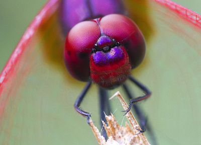 insects, metallic, dragonflies, iridescence - popular desktop wallpaper
