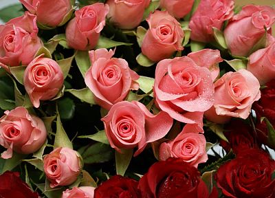 flowers, pink, roses - duplicate desktop wallpaper