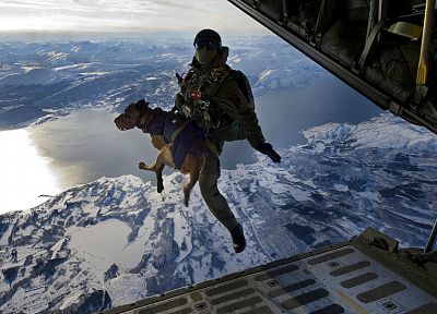 aircraft, dogs, jumping, parachute - random desktop wallpaper