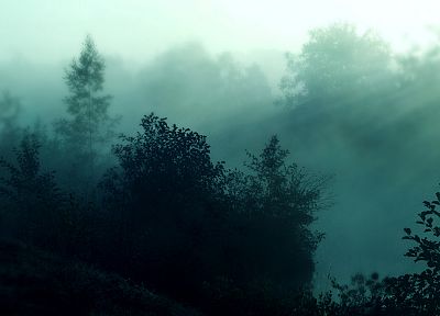 nature, forests, mist - random desktop wallpaper