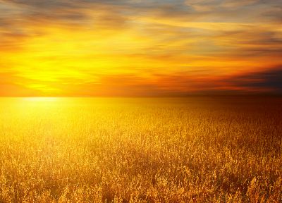 Sun, wheat - desktop wallpaper