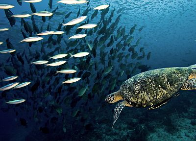 fish, tropical, reef, sea turtles, underwater - desktop wallpaper