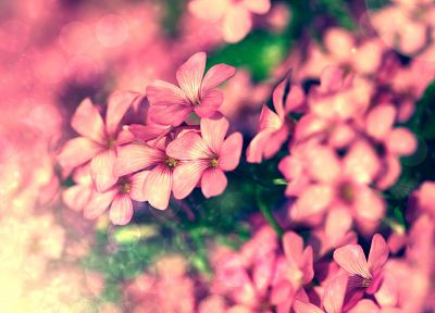nature, flowers, pink - random desktop wallpaper