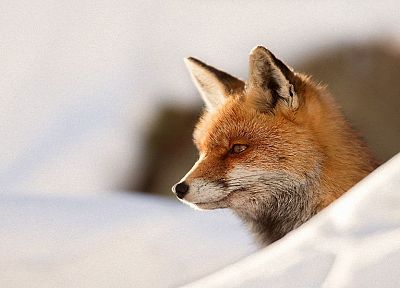animals, foxes - duplicate desktop wallpaper