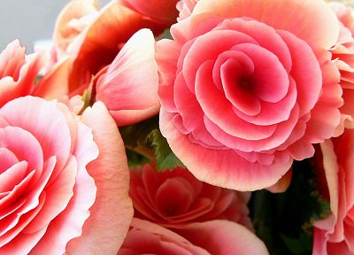 flowers, roses, pink flowers, pink roses - desktop wallpaper