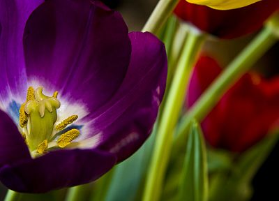 flowers, tulips, pollen - desktop wallpaper