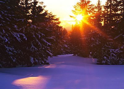 landscapes, winter, Sun, forests - desktop wallpaper