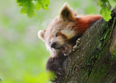 nature, animals, Firefox, red pandas - random desktop wallpaper