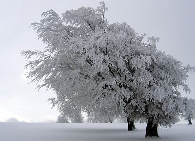 winter, snow, trees - duplicate desktop wallpaper