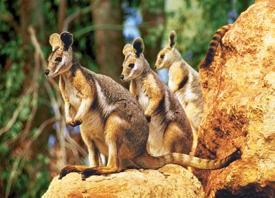 nature, animals, depth of field, baby animals, kangaroos - related desktop wallpaper
