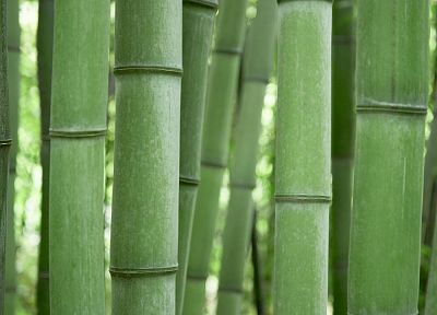 bamboo - duplicate desktop wallpaper