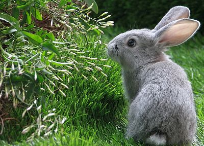 bunnies, animals, grass, rabbits - desktop wallpaper